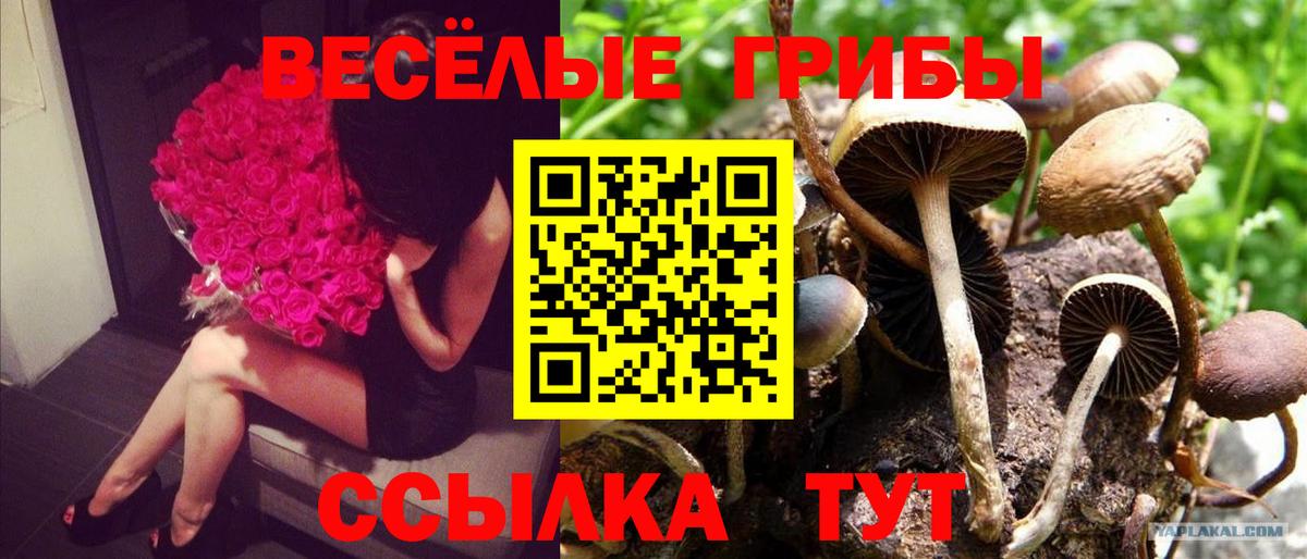 Псилоцибиновые грибы Cubensis Дзержинский